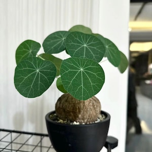 Live plant~Stephania cepharantha plant ~1” -1.5”one bulb “Lucky 'Turtle’”/small plant