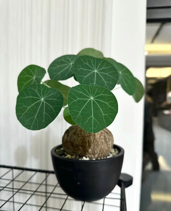 Live plant~Stephania cepharantha plant ~1” -1.5”one bulb “Lucky 'Turtle’”/small plant