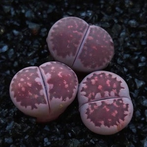 3/5 Lithops Sato's Violet X Julli Red-Violet0.4/ purple color/ real cute plant succulent image 2