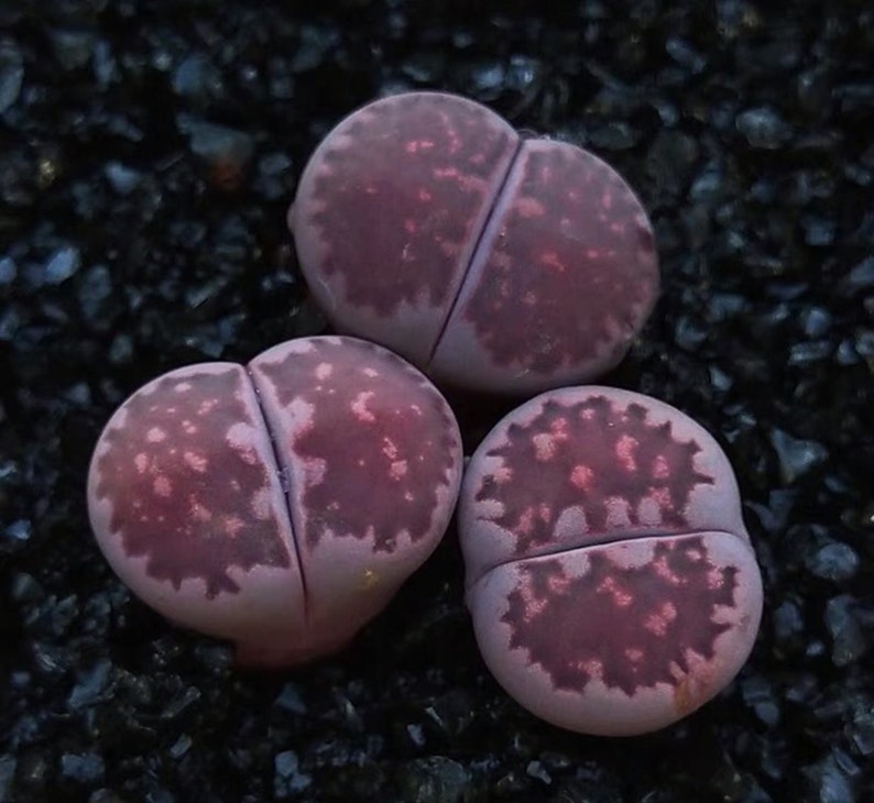 3/5 Lithops Sato's Violet X Julli Red-Violet0.4/ purple color/ real cute plant succulent image 2