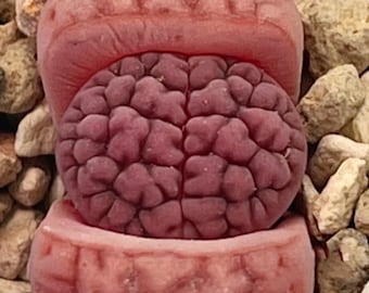 Rare Live Plant / Lithops Karasmontana ’Axel's Rose'