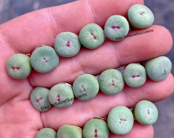 Conophytum Pageae - 1 Plant - Etsy