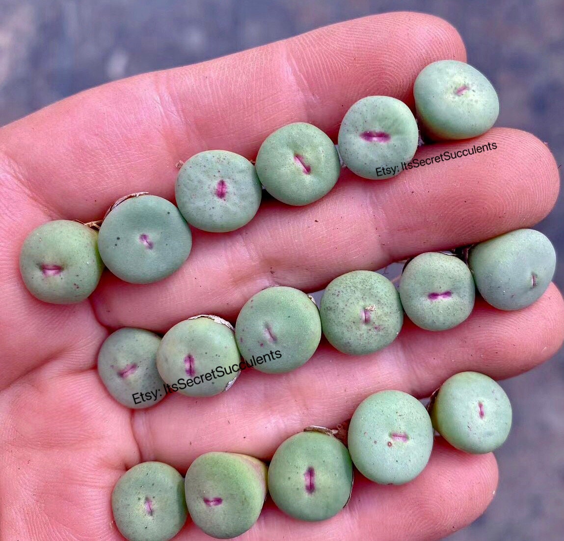 Conophytum Pageae - Etsy