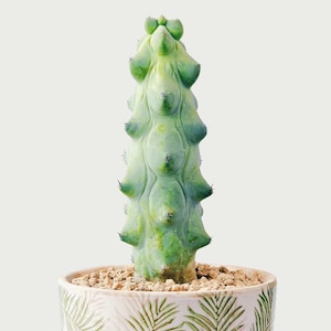 Plante vivante - Racine nue ! Cactus fou unique | Myrtillocactus geometrizans « Fukurokuryuzinboku » | Plante rare de collection | Cactus arbre de Noël