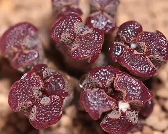 Live Plant-Conophytum pellucidum cluster 8-15 heads/rare succulent