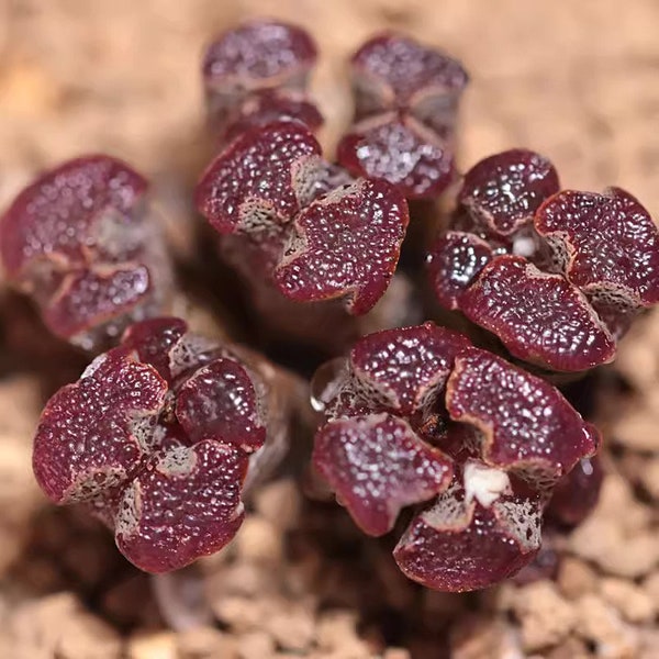 Live Plant-Conophytum pellucidum cluster 8-15 heads/rare succulent