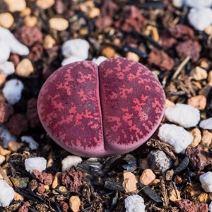 Live Plant - Lithops Fred’s Redhead/ Purple succulent