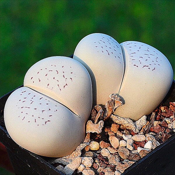 Planta viva - Lithops CHUBBY de doble cabeza - Suculenta - Piedra viva rara - Planta de interior de fácil cuidado /