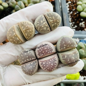 3/5 Lithops. olivacea (0.7&quot;)/rare succulent/rare lithops