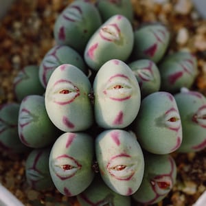 Live Plant~C. ch/ uvinia Cluster, 5-10 heads/Randomly Pick