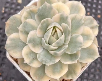 Echeveria 'Onslow' variegated ~2” / rare succulent