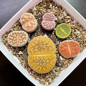 May include: A collection of six different colored succulent plants in a white square pot. The plants are all in the shape of a flower with multiple petals.