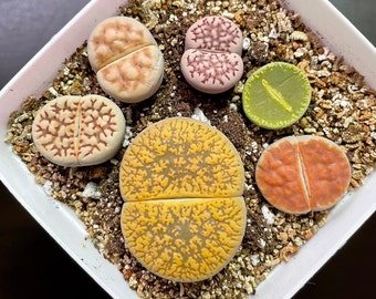 Live Plant- 1 Giant Head+5 MEDIUM Lithops- Rare- (pot not included）