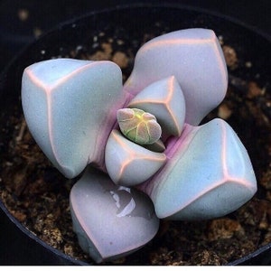 May include: A close-up of a succulent plant with fleshy, light blue-green leaves with pink edges. The plant has a new growth in the center, which is a lighter green color.