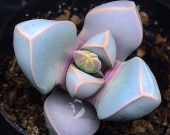 Lapidaria margaretae/ real plant/rare succulent lithops 1”
