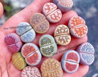 Live Plant-10/20/100 Lithops|(0.4“～0.6”)/Beginner Friendly/living stone