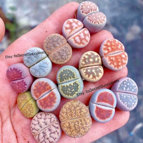 Live Plant-10/20/100 Lithops|(0.4“～0.6”)/Beginner Friendly/living stone