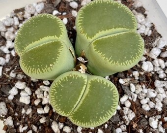 Lithops aucampiae 'Bellaketty' C48A / 8 years /Giant clear face