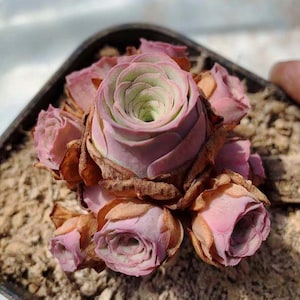 Real plant/Greenovia aurea sp/ “Rare pink mountain rose” ｜Rare succulent