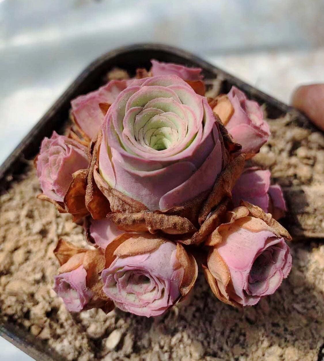 Real Plant/greenovia Aurea Sp/ rare Pink Mountain Rose / Pink Succulent -  Etsy