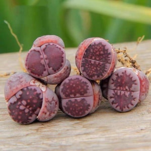 3/5 Rare lithops purple ~ Sato&#39;s Violet~0.4&quot;/1.2&quot;GIANT/*BULK SALE*