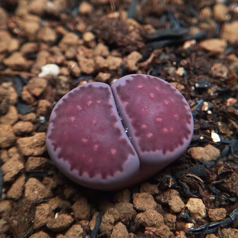 3/5 Lithops Sato's Violet X Julli Red-Violet0.4/ purple color/ real cute plant succulent image 3