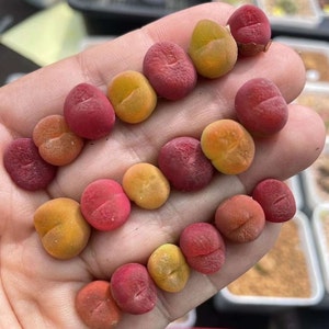 May include: A collection of small, round, succulent plants in shades of red, orange, and yellow. The plants are arranged in a line, with the largest plant at the top and the smallest plant at the bottom.