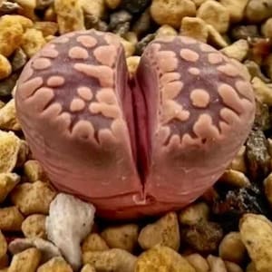 Lithops *Purple Big Teeth*/L. otzeniana &#39;Cesky Granat&#39; /2.5-4.5 years/rare succulent