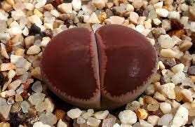 Live Plant - lithops aucampiae kokerboom “KO” /velvet face