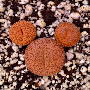 Mikeey Mouse  Lithops Sets - Lithops Acucampiae Var. Koelemanii (De Boer) D.T.Cole -pot not included