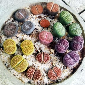 3/5 Lithops Sato's Violet X Julli Red-Violet0.4/ purple color/ real cute plant succulent image 5