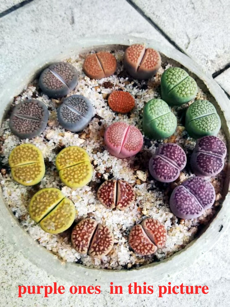 3/5 Lithops Sato's Violet X Julli Red-Violet0.4/ purple color/ real cute plant succulent image 5