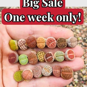 BIG SALE 50% OFF -One week only! Live Plant-10/20/500 Lithops|(0.4“～0.6”)/Beginner Friendly/living stone