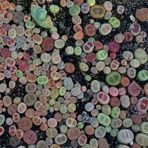 Live plant-50/100-Tiny Baby Lithops /Living Stones/much easer than seeds/ BULK SALE (smaller than 0.4 inches/1cm)