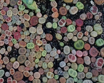 Live plant-50/100-Tiny Baby Lithops /Living Stones/much easer than seeds/ BULK SALE (smaller than 0.4 inches/1cm)