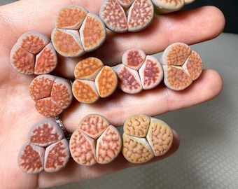 Ultra Rare 3-Leaf Lithops | Live Succulent Plant | Collector’s Find | Rare Mutation | Unique Living Stone Cactus | Bare Root Ship|0.5” plus