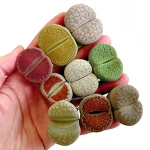 May include: A collection of eight different colored succulent plants, known as "living stones", with various patterns and textures. The plants are arranged in a hand, showcasing their unique shapes and colors.