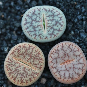 3/5 Lithops pseudotruncatella spp (0.5"/0.7")/ real cute plant succulent/agate flower