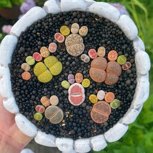 May include: A white ceramic pot with a variety of small, colorful succulents planted in black soil. The succulents are arranged in a circular pattern, with some of them forming a flower-like shape.