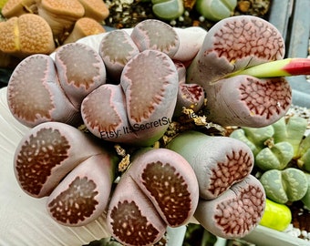 Rare lithops purple ~ Sato's Violet Cluster!/ (1”/2.5cm) 8years/large lithops cluster/ purple color