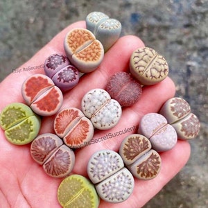 Live Plant-10/20/500 Lithops|(0.5"~0.6")/Beginner Friendly/Holiday Gift/*BULK SALE*/living stone