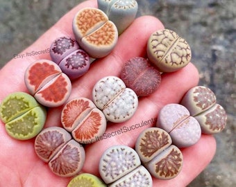 Live Plant-10/20/500 Lithops|(0.5"~0.6")/Beginner Friendly/Holiday Gift/*BULK SALE*/living stone