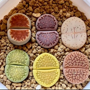 May include: Six different types of Lithops succulent plants, also known as "living stones", in a pot with brown gravel. The plants are all split in half, with the top half being a different color than the bottom half. The colors include brown, green, yellow, and white.
