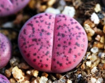 Live Plant - bromfieldii v. glaudinae 'Embers' ("Rubroroseus")C393A/burgundy purple red color/SPLITTING