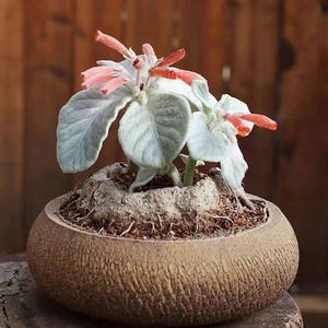 Fuzzy Leaf Plant - Etsy
