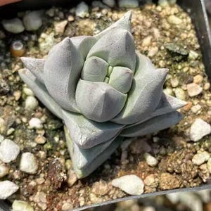 May include: A small, light green succulent plant with thick, pointed leaves arranged in a rosette shape. The plant is in a small, square black pot filled with soil and small rocks. The succulent has a powdery coating.