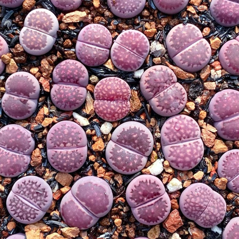 3/5 Lithops Sato's Violet X Julli Red-Violet0.4/ purple color/ real cute plant succulent image 1