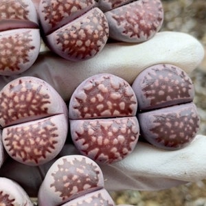 3/5 Lithops Sato's Violet X Julli Red-Violet0.4/ purple color/ real cute plant succulent image 4