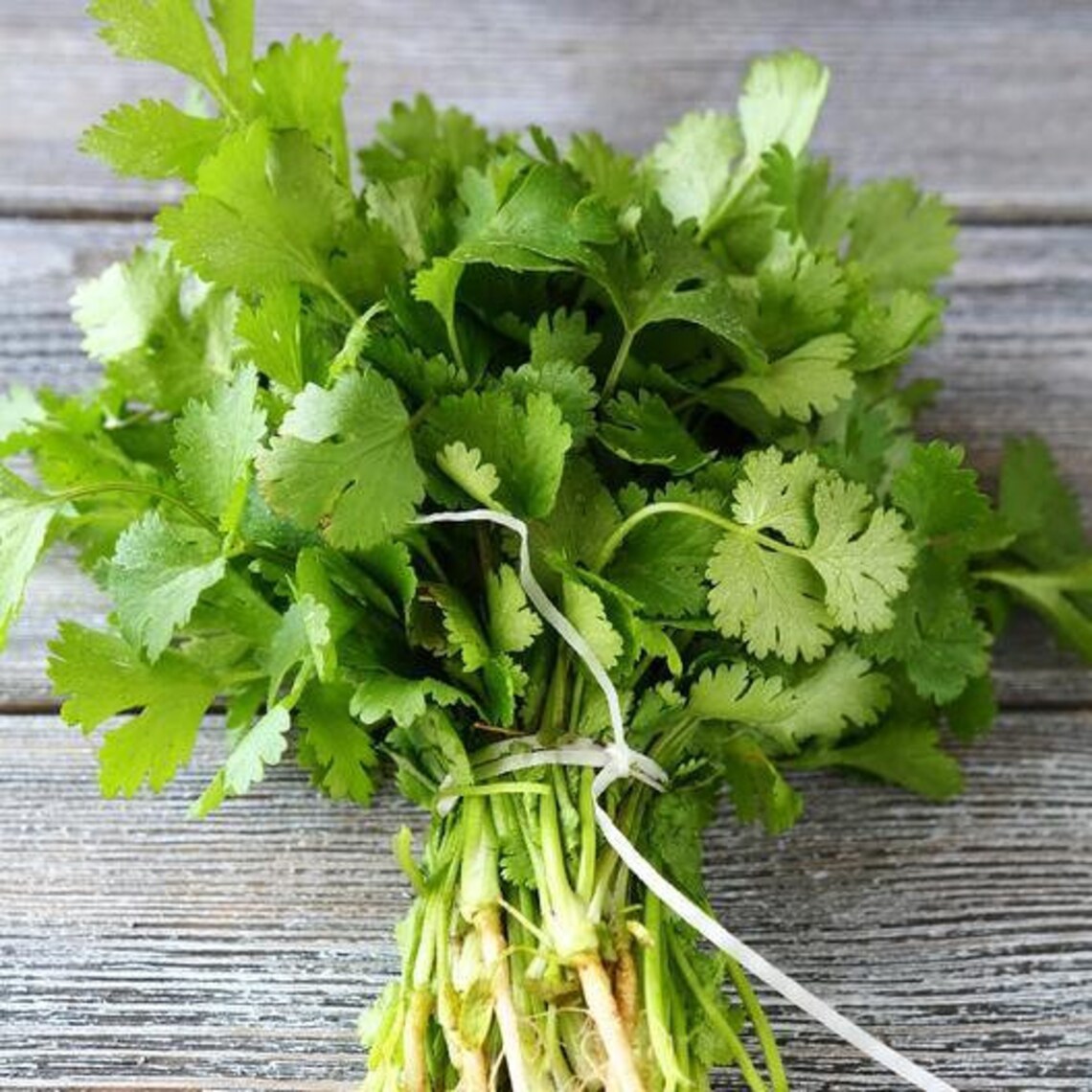 Cilantro slow Bolt nongmo Heirloom Certified Organic Etsy