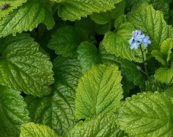 Lemon Balm Herb Seeds - Culinary Herb for Indoor Outdoor Herb Garden